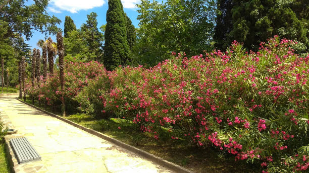 istock Pink oleander shrubs growing with trees along a paved pathway in an old park. 1300879613