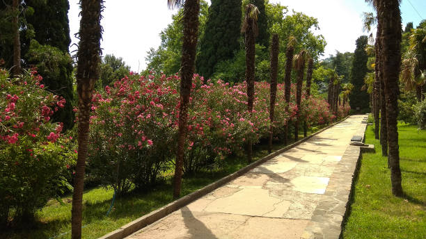 istock Pink oleander shrubs with palms and trees growing along a paved pathway in an old, luxuriant park. 1300879647