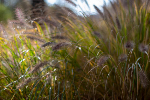 Pennisetum alopecuroides hameln foxtail fountain grass growing in the park, beautiful ornamental autumnal bunch of fountaingrass Pennisetum alopecuroides hameln foxtail fountain grass growing in the park, beautiful ornamental autumnal bunch of fountaingrass, fall nature pennisetum stock pictures, royalty-free photos & images