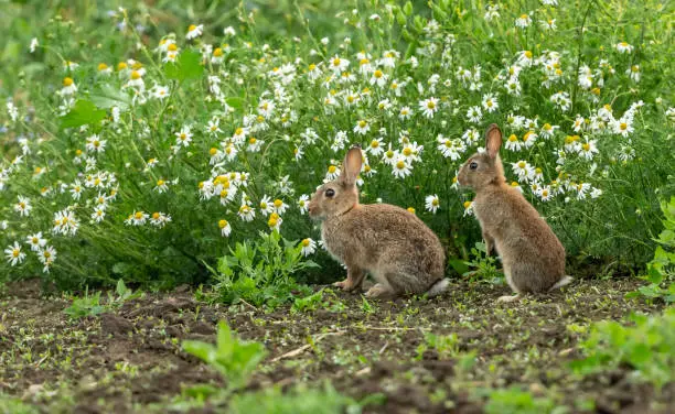 Photo of Rabbits. Oryctolagus cuniculus. Two wild, native young rabbits on the edge of farmland with  a background of white Oxeye Daisies and facing left.  Summertime. North Yorkshire, England, UK.