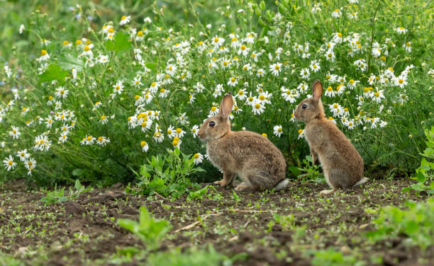 coelhos. oryctolagus cuniculus. dois jovens coelhos selvagens e nativos à beira da fazenda com um fundo de margaridas brancas de oxeye e de frente para a esquerda.  verão. north yorkshire, inglaterra, reino unido. - filhote de coelho - fotografias e filmes do acervo