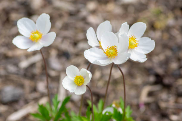 anemone sylvestris pianta fiorita primaverile, bucane di neve fiori di fiori di vento in fiore, gruppo di belle piante - anemone flower wood anemone windflower flower foto e immagini stock