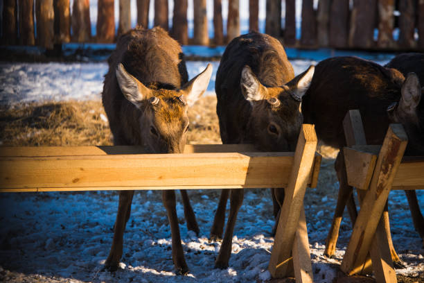 spotted deer on an animal farm in winter - 13427 imagens e fotografias de stock