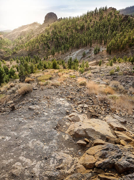 istock Beautiful image of pine tree forest growing on the mountain slope at susnet 1300883510