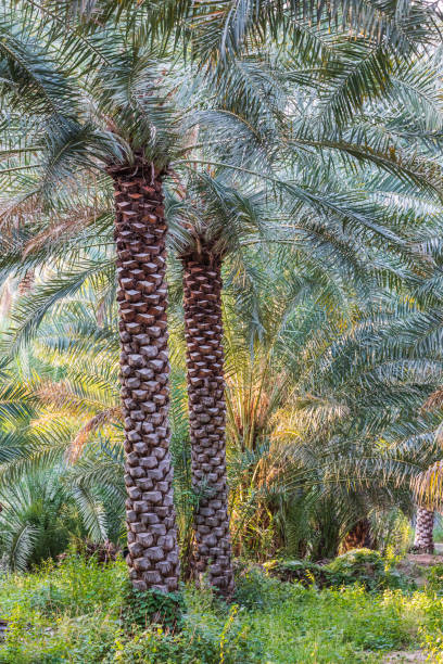 istock Palm trees in Nizwa, Oman. 1300884456