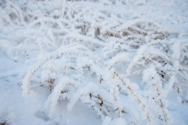 winter grass and trees in the snow - 13448 imagens e fotografias de stock