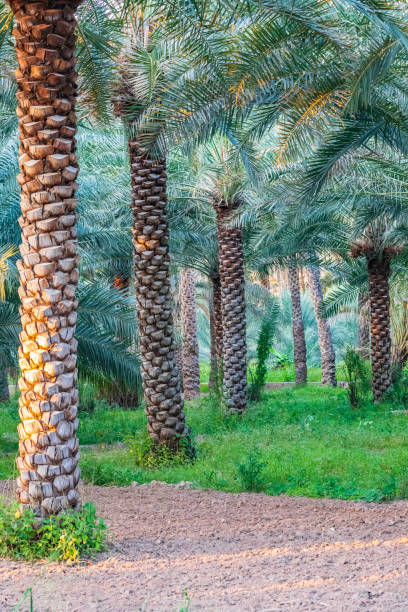 istock Palm trees in Nizwa, Oman. 1300884595