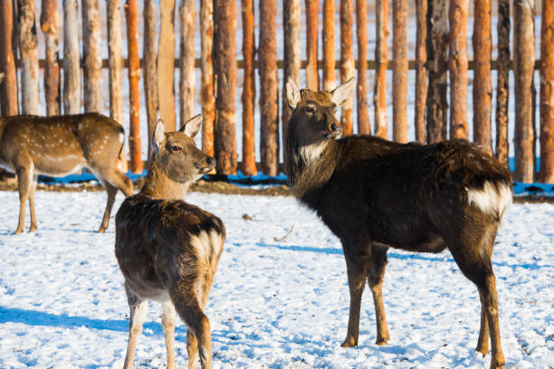 пятнистый олень на животноводческих фермах зимой - 13425 стоковые фото и изображения