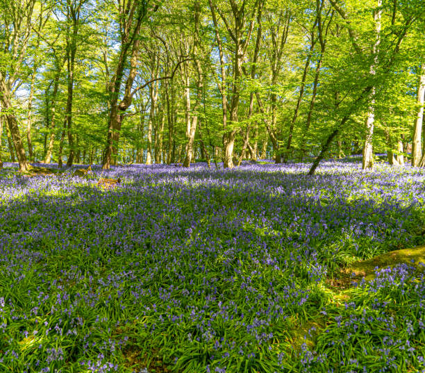 istock Bluebell Woods with Sun Light streaming through branches creating patterns on Green and Blue Bell Carpet 1300884782
