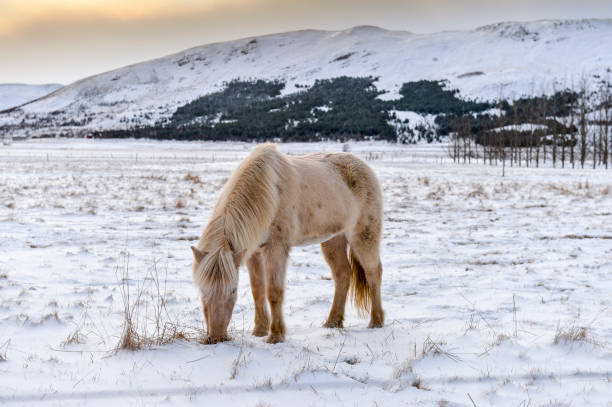 istock a white horse grazing in snow 1300884883