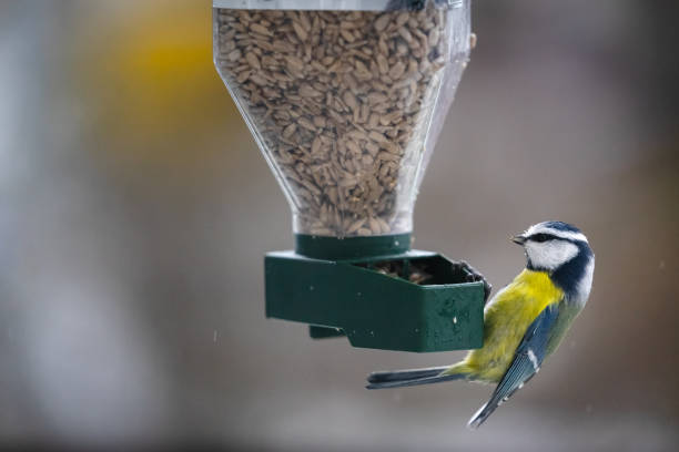 little beautiful tit  feeds on the feeder - sunflower side view yellow flower imagens e fotografias de stock