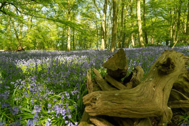 Bluebell Woods with Sun Light streaming through branches creating patterns on Green and Blue Bell Carpet