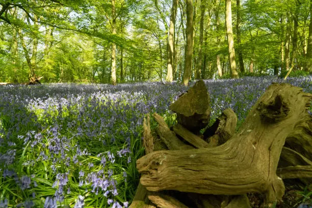 Bluebell Woods with Sun Light in front streaming through branches and leaves creating patterns on forest floor og Green and Blue Bell Carpet for nature texture image