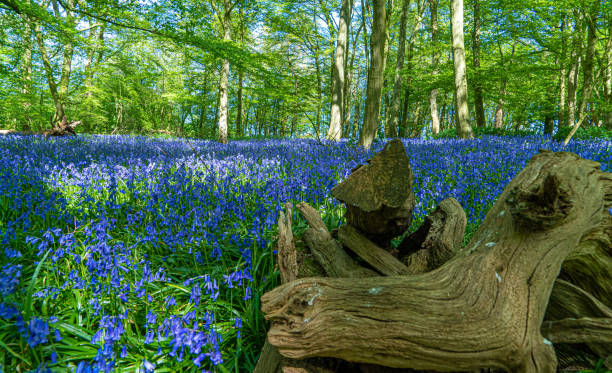 istock Bluebell Woods with Sun Light streaming through branches creating patterns on Green and Blue Bell Carpet 1300886019