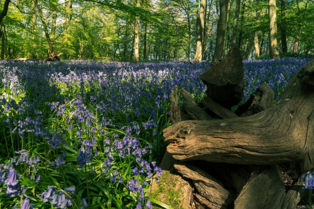 istock Bluebell Woods with Sun Light streaming through branches creating patterns on Green and Blue Bell Carpet 1300886083