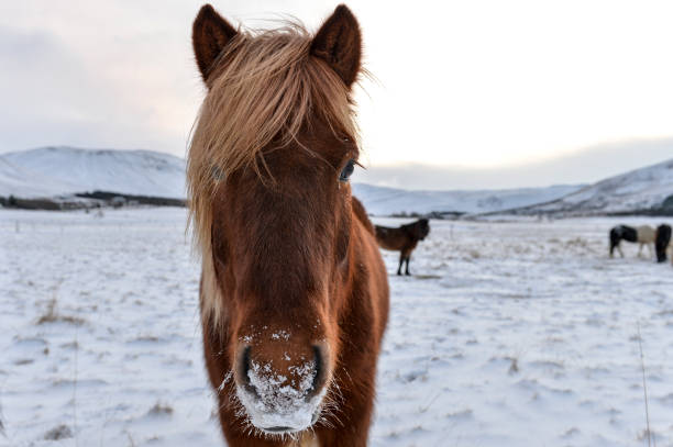 istock a brown horse in a snow field 1300886863