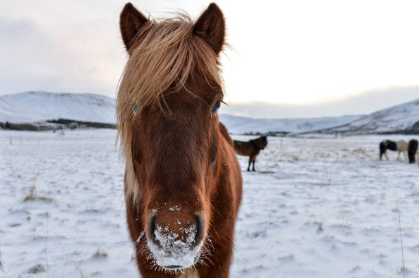 um cavalo marrom em um campo de neve - horse iceland winter snow - fotografias e filmes do acervo