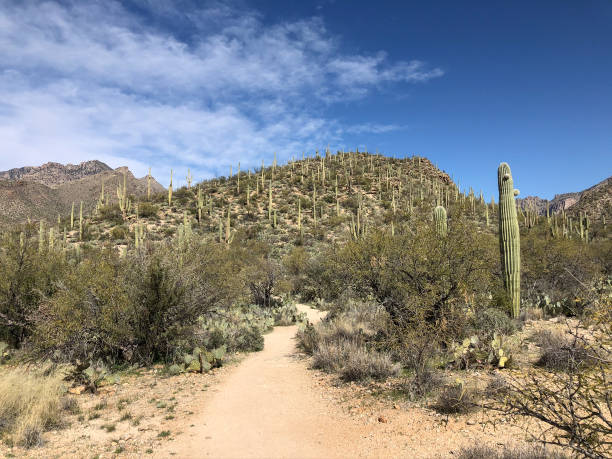 istock Beautiful Desert Landscape 1300888600