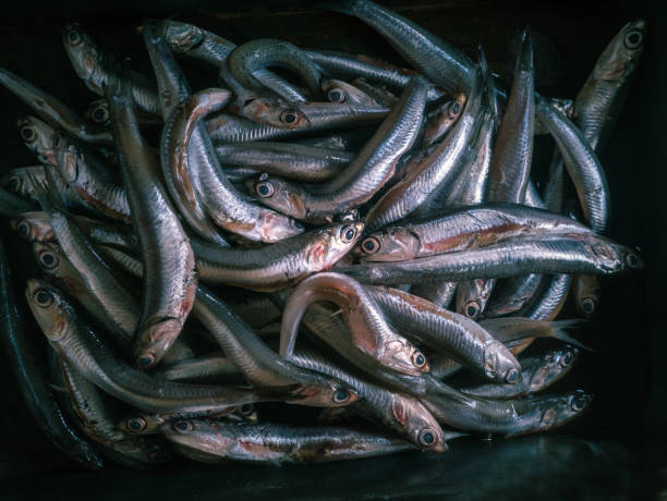 bunch of anchovies