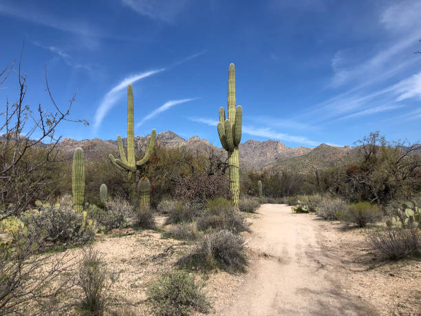 istock Beautiful Desert Landscape 1300888839
