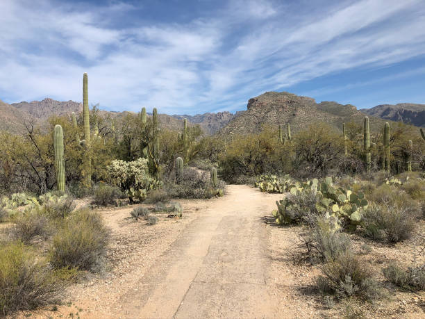 istock Beautiful Desert Landscape 1300889494