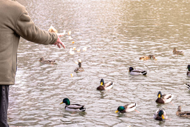istock selective focus of a man feeding wild ducks with pieces of bread 1300889534