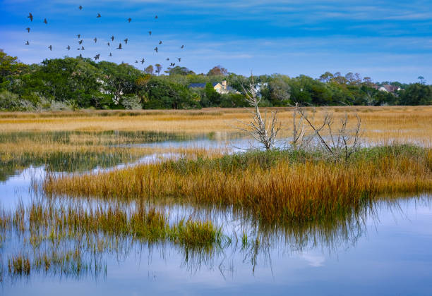 istock Salt Water Marsh at High Tide 1300889724
