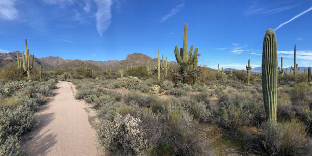 istock Beautiful Desert Landscape 1300889924