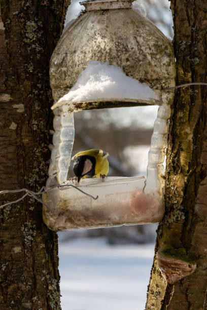 istock Small yellow tit sitting on a bird feeder looking out. Big plastic bottle used as feeder for birds in winter. 1300891782