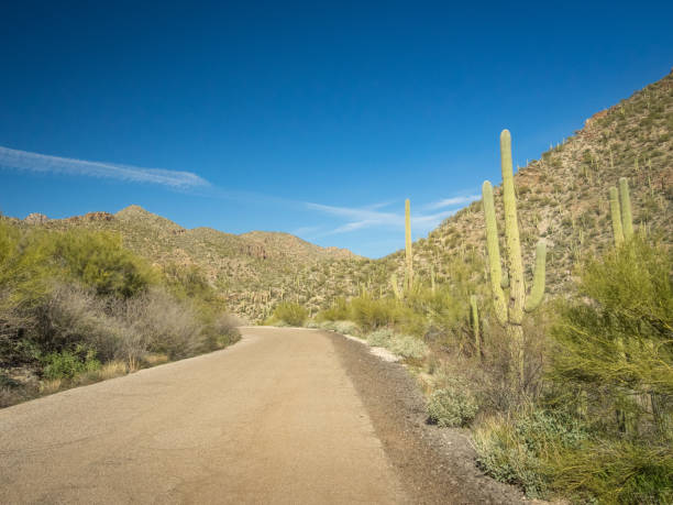istock Beautiful Desert Landscape 1300891865