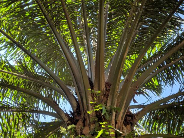 istock Palm oil fruit 1300891915