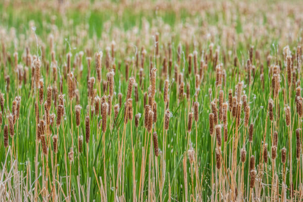 istock field of cat tails 1300892760