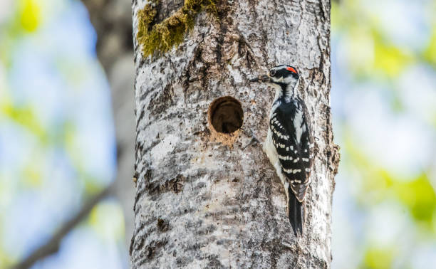 istock hairy woodpecker male feeding at nest in tree 1300892761