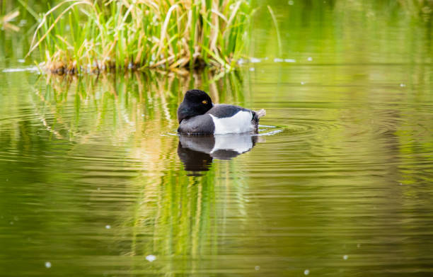 istock male ring necked duck in pond 1300892773