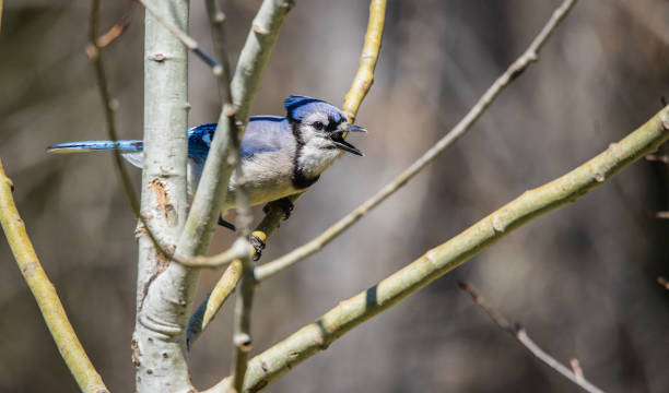 Blue Jay Tree 30+ Blue Jay Birch Tree Jay Bird Stock Photos, Pictures & Royalty-Free ...