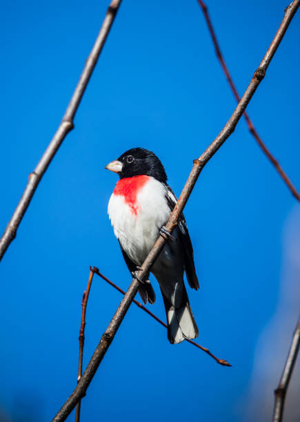istock rose breasted grosbeak on tree branch 1300892794