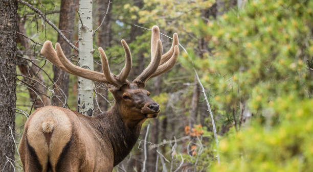 istock bull elk in velvet antlers 1300892806