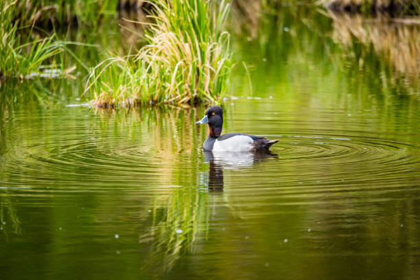 istock male ring necked duck in pond 1300892830