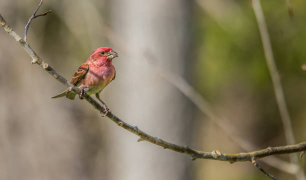 istock purple finch perched on branch 1300892886