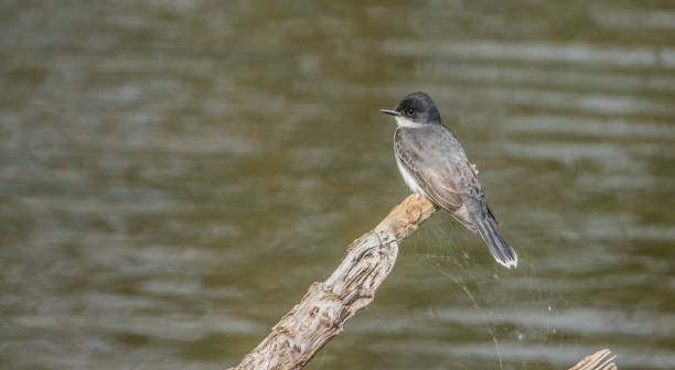 istock western flycatcher Phoebe on branch 1300893008