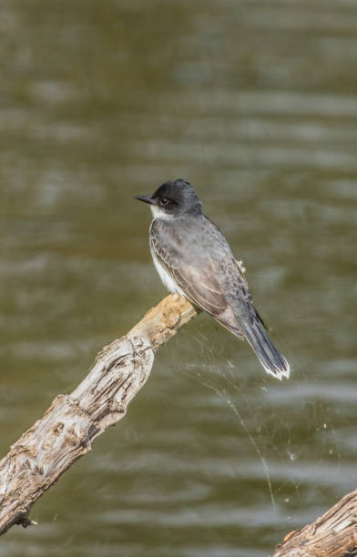 istock western flycatcher Phoebe on branch 1300893051