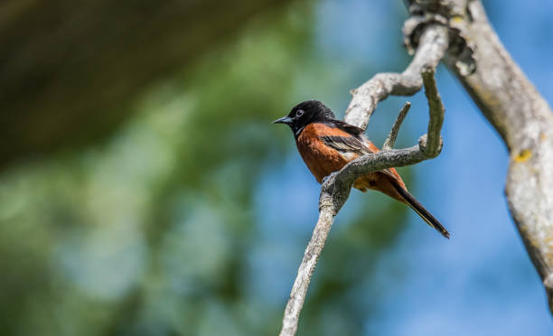 istock brown toehee bird on branch 1300893124