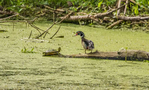 Photo of male wood duck talking to painted turtle in swamp