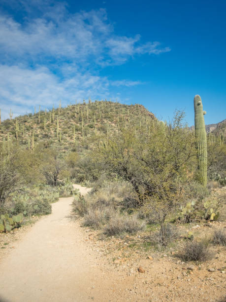 istock Beautiful Desert Landscape 1300894283