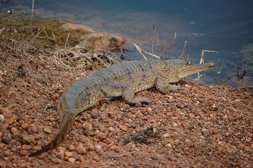 Crocodile, Adelaide River, Northern Territory