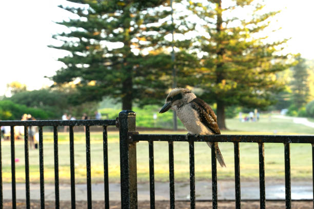Kookaburra sitting on the fence.