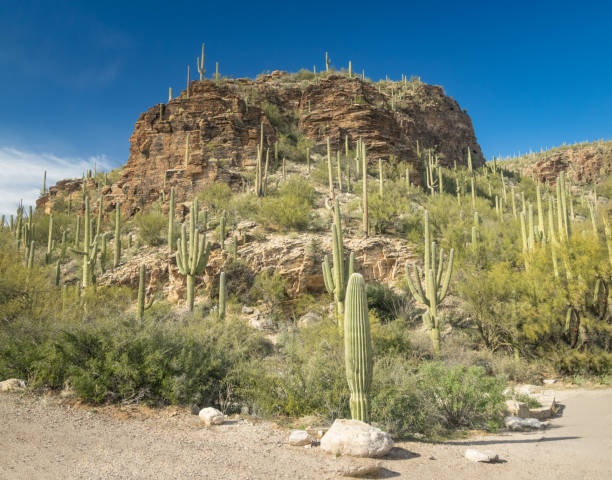 istock Beautiful Desert Landscape 1300894470