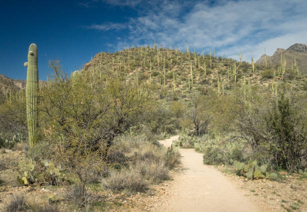 istock Beautiful Desert Landscape 1300895188