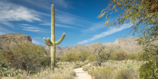 istock Beautiful Desert Landscape 1300895362