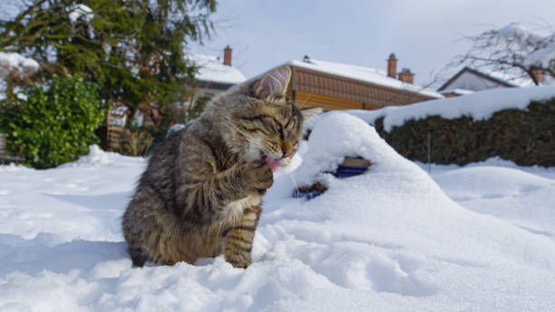 istock CLOSE UP, DOF: Cute brown kitten licks its paw after getting snow stuck to it. 1300895405